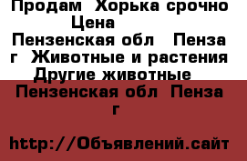 Продам  Хорька срочно › Цена ­ 1 000 - Пензенская обл., Пенза г. Животные и растения » Другие животные   . Пензенская обл.,Пенза г.